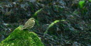 08 rock pipit.jpg