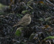 09 rock pipit.jpg