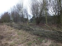 2.dead hedge emegt wood nxt to grassland.jpg