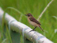 Siberian Stonechat 2.jpg