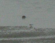 Dunlin, 29-2 to 1-3, Calshot, UNNACOUNTED 4, MY PICTURE (2).jpg