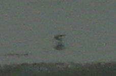 Dunlin, 29-2 to 1-3, Calshot, UNNACOUNTED 4, MY PICTURE (3).jpg