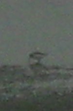 Dunlin, 29-2 to 1-3, Calshot, UNNACOUNTED 4, MY PICTURE (4).jpg