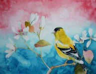 american goldfinch.JPG