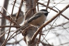 Birds - Wild Bird Crossing - 1-9-2012  - 004.jpg