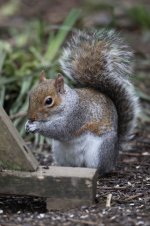 2012_02_12_Grey_Squirrel1 (533x800).jpg