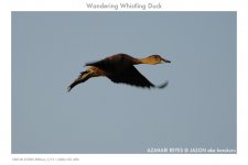 JAY_3671 Wandering Whistling Duck.jpg