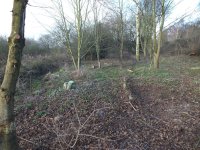 A.ash trees cut and treated in nw corna of NE wood 10jan12.jpg