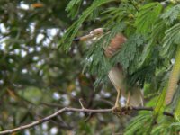 Javan Pond Heron.jpg