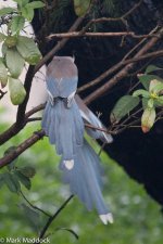 10429_Azure-winged Magpie.jpg