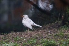 10444_Leucistic Blackbird.jpg