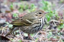 10560_Olive-backed Pipit.jpg