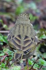 10545_Olive-backed Pipit.jpg