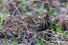 10498_Olive-backed Pipit.jpg