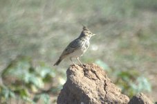 Cyprus crested lark.jpg