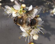 Eristalis tenax.jpg