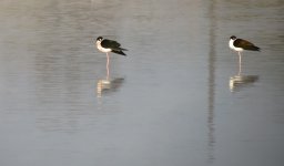 black necked stilt.jpg