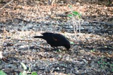 red winged blackbird.jpg