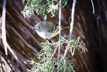 yellow rumped warbler.jpg