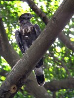 Oriental Honey-buzzard.jpg