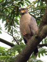 crested serpent eagle.jpg