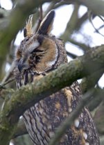 Long Eared Owl_ IMG_9083.jpg