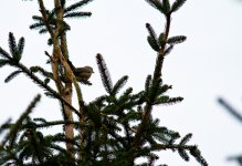 Crossbill 0515f2.jpg