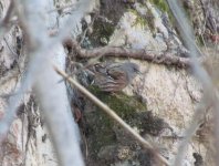 Alpine Accentor.jpg