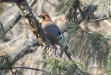 Eurasian Jay.jpg