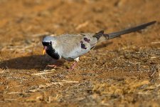 Namaqua-Dove2.jpg