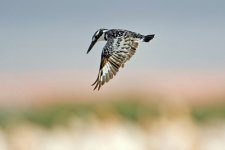 A_Pied-Kingfisher_web.jpg