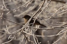 Eversmanns Redstart ir.jpg