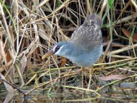 white-browed crake.jpg