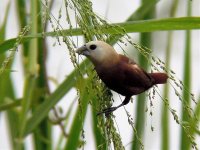 white-headed munia.jpg