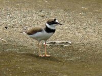 little ringed plover.jpg