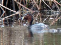 Little Grebe.jpg