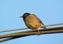 White-cheeked Starling.jpg