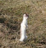 Stoat1.jpg