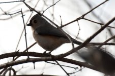 Birds - Wild Bird Crossing - 1-9-2012  - 012.jpg