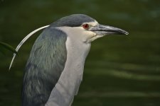 bc night heron V1 VA3_DSC9329.jpg