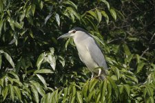 bc night heron V1 VA3_DSC9339.jpg