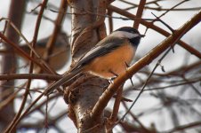 Birds - Wild Bird Crossing - 1-9-2012  - 004.jpg