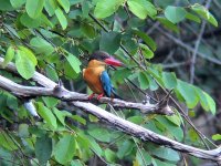 Stork-billed Kingfisher.jpg