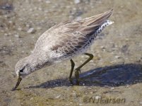 Shorebird q 1 P1050949.JPG