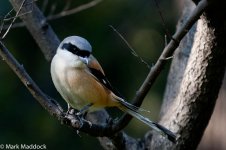 10282_Long-tailed Shrike.jpg