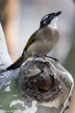 10339_Chinese-Light-vented Bulbul.jpg