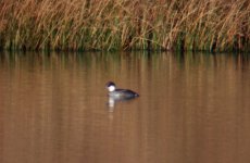 redhead smew.JPG