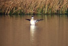 smew wings.JPG