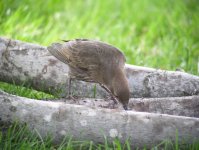 European Starling (Adolescent) [Sturnus vulgaris] A012.jpg