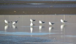 Common Gulls.jpg